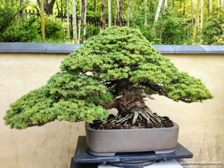 Bonsaï de pin dans un pot devant un mur et des bambous