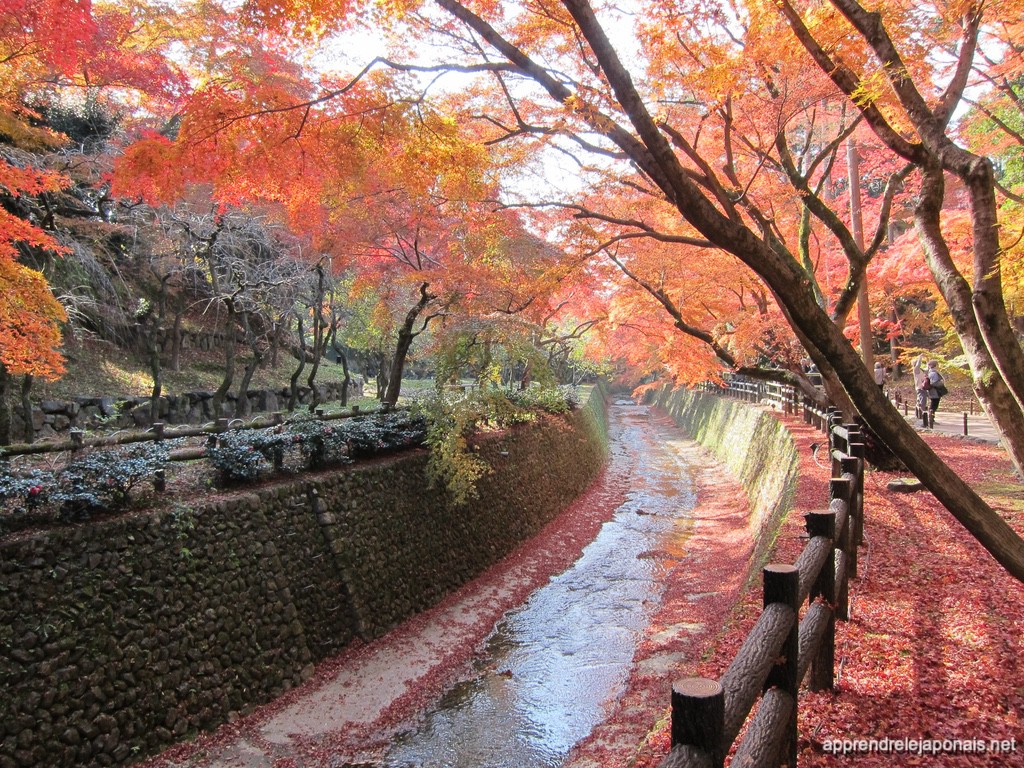 Ruisseau bordé d'érables rouges et de feuilles d'automne tombées sur le sol