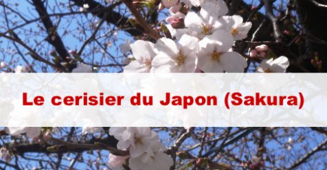 cerisier du japon sakura