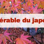 Article Érable du Japon : Momiji ou Kouyo